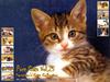 [Pure Cats Vol. 025] Index