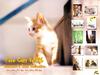 [Pure Cats Vol. 026] Index