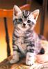 [Pure Cats Vol. 026]