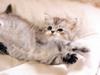 [Pure Cats Vol. 026]