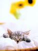 [Pure Cats Vol. 026]