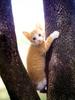 [Pure Cats Vol. 026]