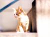 [Pure Cats Vol. 026]