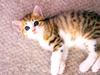 [Pure Cats Vol. 026]