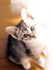[Pure Cats Vol. 026]