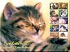 [Pure Cats Vol. 027] Index