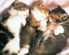 [Pure Cats Vol. 027]