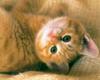 [Pure Cats Vol. 027]
