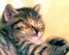 [Pure Cats Vol. 027]