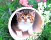 [Pure Cats Vol. 027]
