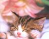 [Pure Cats Vol. 027]