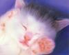 [Pure Cats Vol. 027]