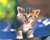 [Pure Cats Vol. 027]