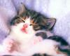 [Pure Cats Vol. 027]