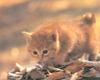 [Pure Cats Vol. 027]