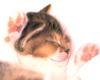[Pure Cats Vol. 027]