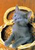 [Pure Cats Extra]