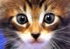 [Pure Cats Extra]