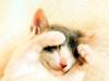 [Pure Cats Extra]