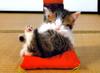 [Pure Cats Extra]