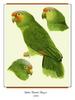 [Ollie Scan] Yellow-cheeked Amazon (1980)