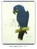 [Ollie Scan] Sketch of Hyacinthine Macaw (1983)