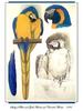 [Ollie Scan] Study of Blue and Gold Macaw and Caninde Macaw (1984)