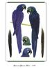 [Ollie Scan] Lear's and Glaucous Macaw (1986)
