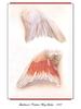 [Ollie Scan] Leadbearte's Cockatoo Wing Studies (1987)