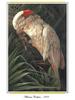 [Ollie Scan] Moluccan Cockatoo (1978) -- salmon-crested cockatoo (Cacatua moluccensis)