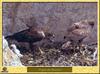 Aigle de Bonelli - Hieraaetus fasciatus - Bonelli's Eagle