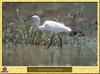 Aigrette garzette - Egretta garzetta - Little Egret