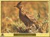 Alouette des champs - Alauda arvensis - Sky Lark or Skylark