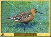 Barge rousse - Limosa lapponica - Bar-tailed Godwit