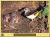 Bergeronnette des ruisseaux - Motacilla cinerea - Grey Wagtail