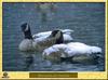 Bernache du Canada - Branta canadensis - Canada Goose