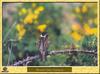 Bruant des roseaux - Emberiza schoeniclus - Reed Bunting