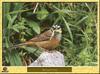 Bruant fou - Emberiza cia - Rock Bunting