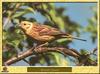 Bruant jaune - Emberiza citrinella - Yellowhammer