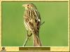 Bruant proyer - Miliaria calandra - Corn Bunting