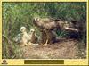 Busard Saint-Martin - Circus cyaneus - Northern Harrier or Hen Harrier