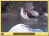 Chevalier guignette - Actitis hypoleucos - Common Sandpiper