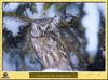 Chouette de Tengmalm - Aegolius funereus - Boreal Owl