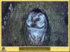 Chouette de Tengmalm - Aegolius funereus - Boreal Owl