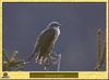 Coucou gris - Cuculus canorus - Common Cuckoo or Eurasian Cuckoo