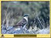 Coucou geai - Clamator glandarius - Great Spotted Cuckoo