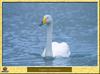 Cygne chanteur - Cygnus cygnus - Whooper Swan