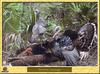 Dindon sauvage - Meleargis gallopavo - Wild Turkey