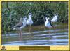 Echasses blanches - Himantopus himantopus - Black-winged Stilt