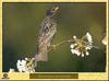 Etourneau sansonnet - Sturnus vulgaris - Common Starling